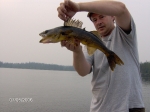 Reindeer Lake walleye